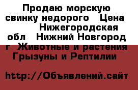 Продаю морскую свинку недорого › Цена ­ 500 - Нижегородская обл., Нижний Новгород г. Животные и растения » Грызуны и Рептилии   